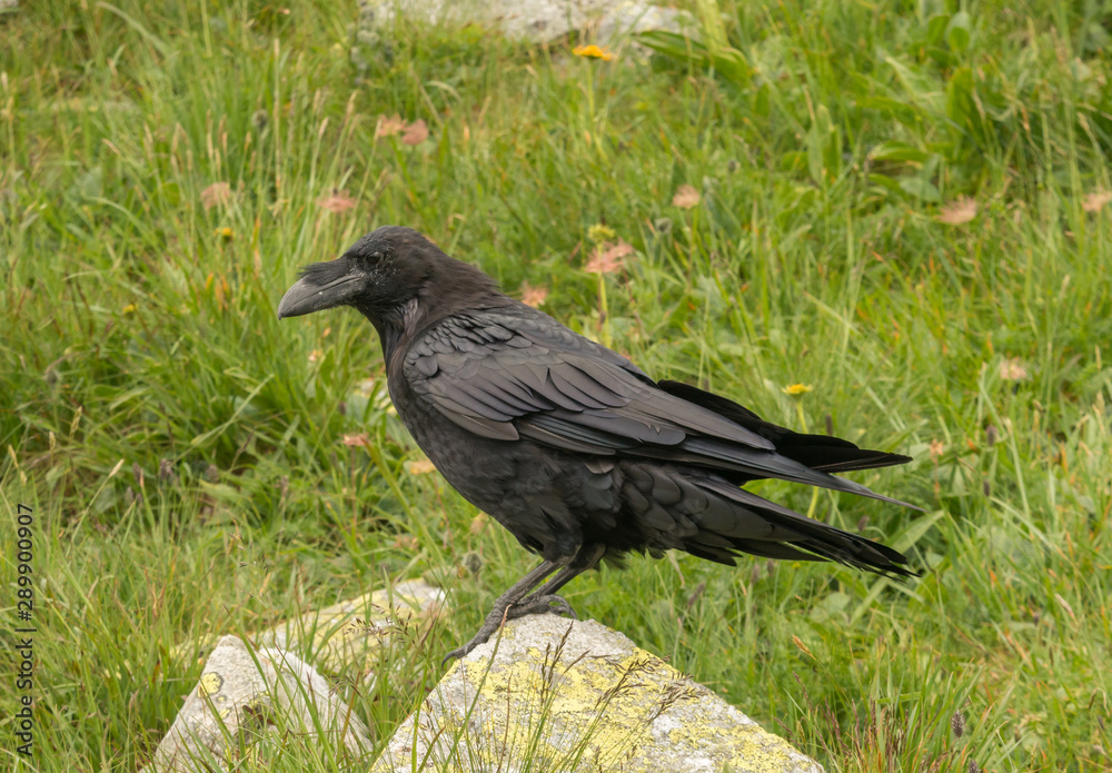 Common raven (Corvus corax) in Tatra mountains, Poland Common raven (Corvus corax) in Tatra mountains, Poland