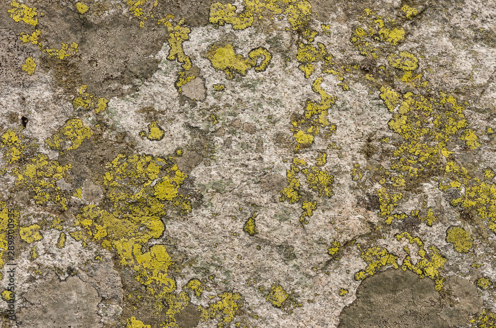 Granite rock covered with lichen