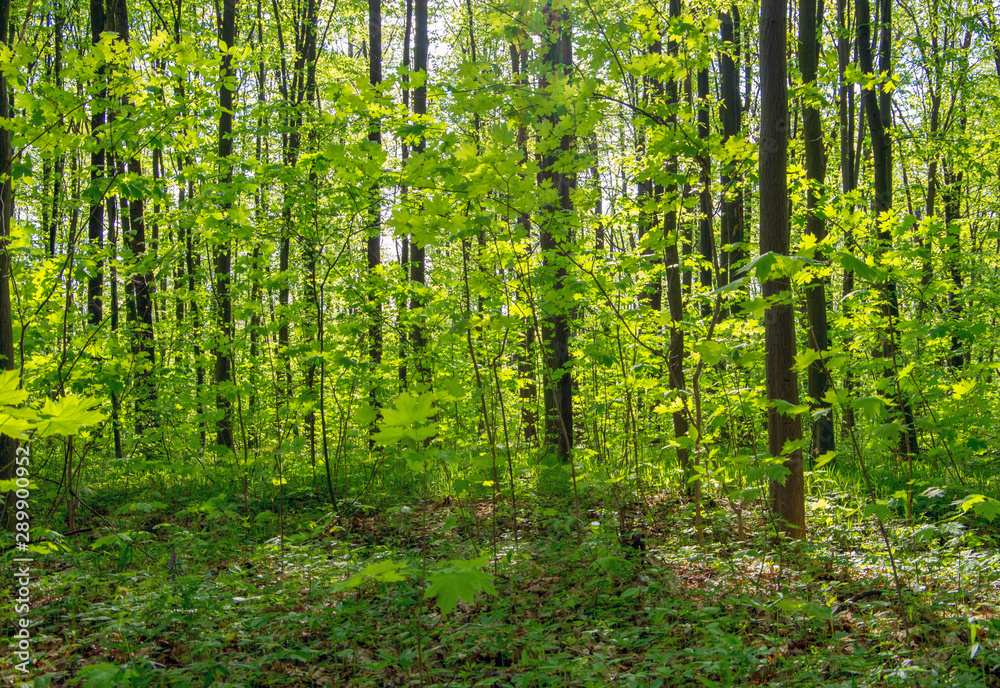 Forest trees. nature green wood sunlight backgrounds Forest trees. nature green wood sunlight backgrounds