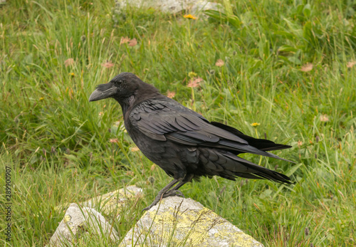 Common raven (Corvus corax) in Tatra mountains, Poland