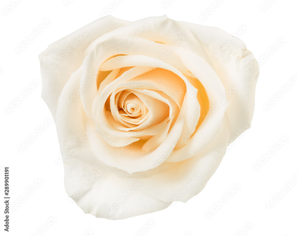 white rose isolated white rose isolated