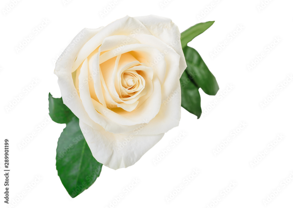 white rose flower with leaves isolated white rose flower with leaves isolated
