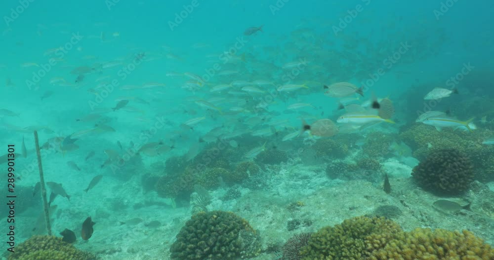 Coral reef scenics from the sea of cortez, Mexico. Coral reef scenics from the sea of cortez, Mexico.