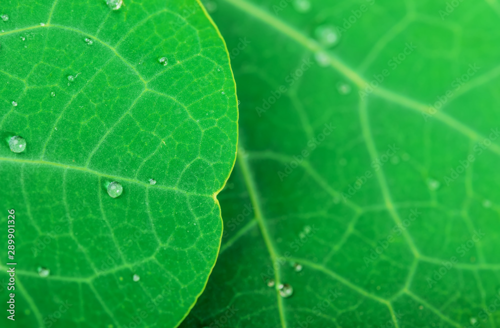 Green leaf with water drops Green leaf with water drops