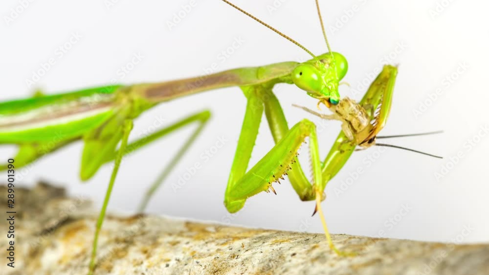 Praying Mantis feeding on a Cricket Praying Mantis feeding on a Cricket