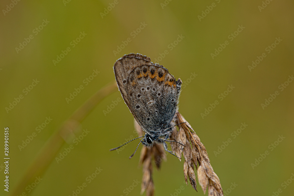 Obraz premium Nature