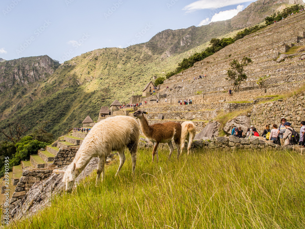 Fototapeta premium Machu Picchu