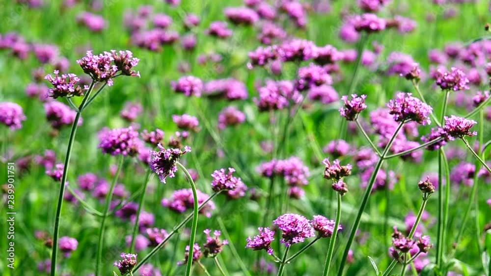 HD 1080p super slow Violet flowers of VERBENA BONARIENSIS nature backgound HD 1080p super slow Violet flowers of VERBENA BONARIENSIS nature backgound