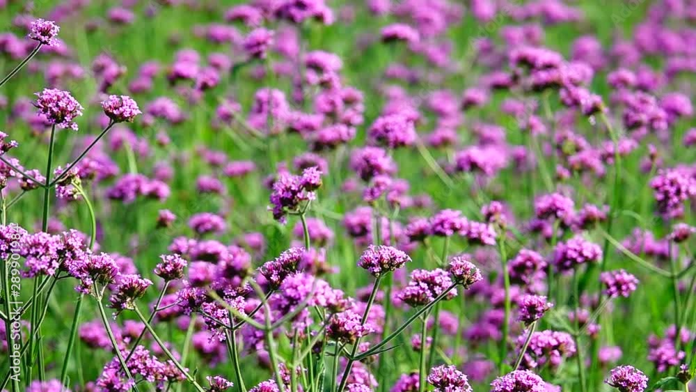 HD 1080p super slow Violet flowers of VERBENA BONARIENSIS nature backgound HD 1080p super slow Violet flowers of VERBENA BONARIENSIS nature backgound