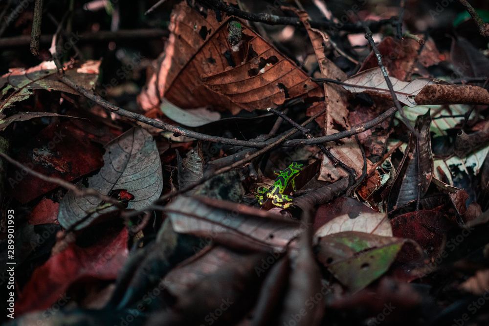 Fototapeta premium Dendrobates truncatus, o rana dardo venenosa verde, Colombia.