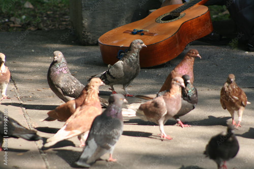group of pigeons and guitar