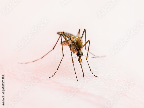 Encephalitis, Yellow Fever, Malaria Disease, Mayaro or Zika Virus Infectious Culex Mosquito Parasite Insect on Skin Macro