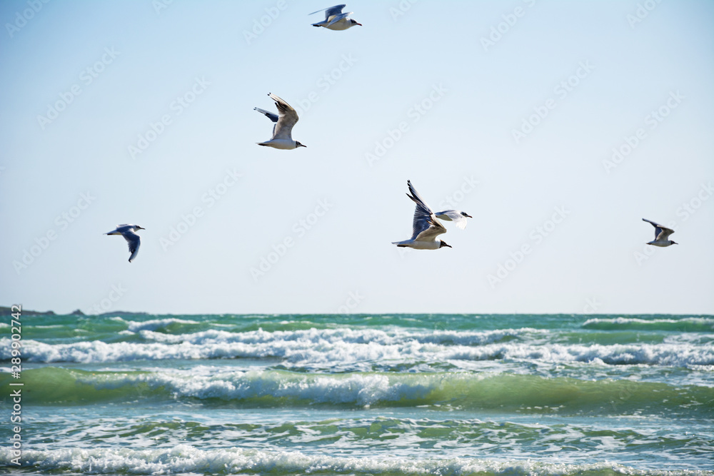 Seagulls flying over the ocean waves Seagulls flying over the ocean waves