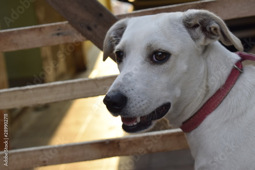 Cachorro branco confuso