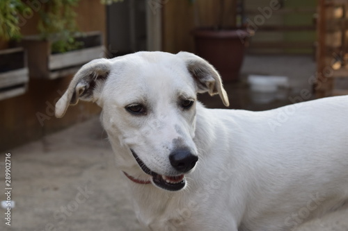 Cachorro branco feliz