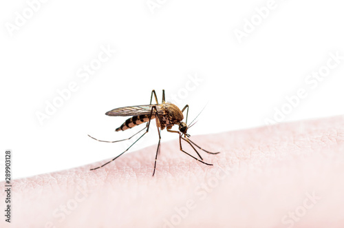 Encephalitis, Yellow Fever, Mayaro, Malaria Disease or Zika Virus Infected Culex Mosquito Parasite Insect Isolated on White Background © nechaevkon