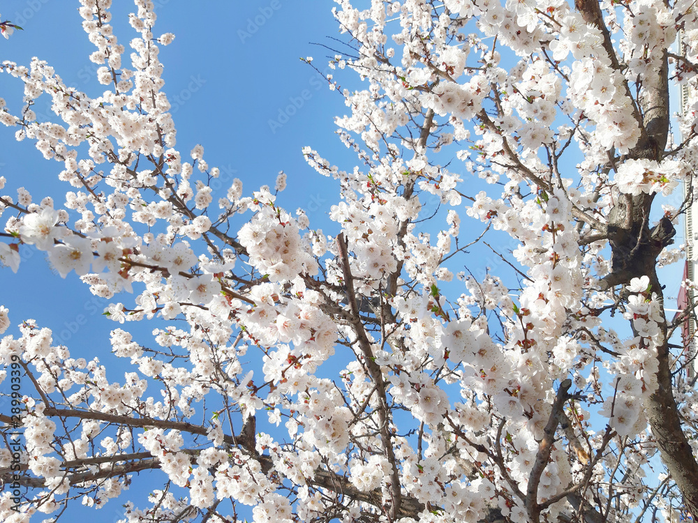 Blooming almond tree background. Spring or summer beautiful concept. Blooming almond tree background. Spring or summer beautiful concept.