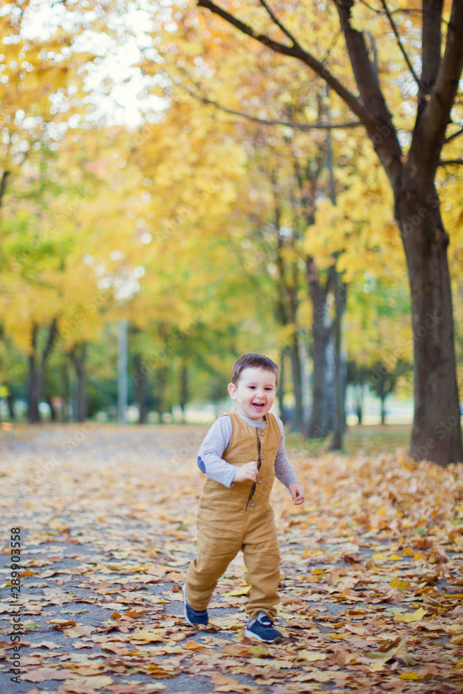 cute little boy walking in autumn park with yellow leaves cute little boy walking in autumn park with yellow leaves