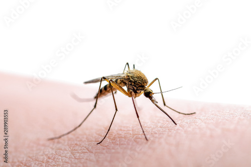 Dangerous Zika Infected Mosquito Bite Isolated on White. Leishmaniasis, Encephalitis, Yellow Fever, Dengue, Malaria Disease, Mayaro or Zika Virus Infectious Culex Mosquito Parasite Insect Macro.