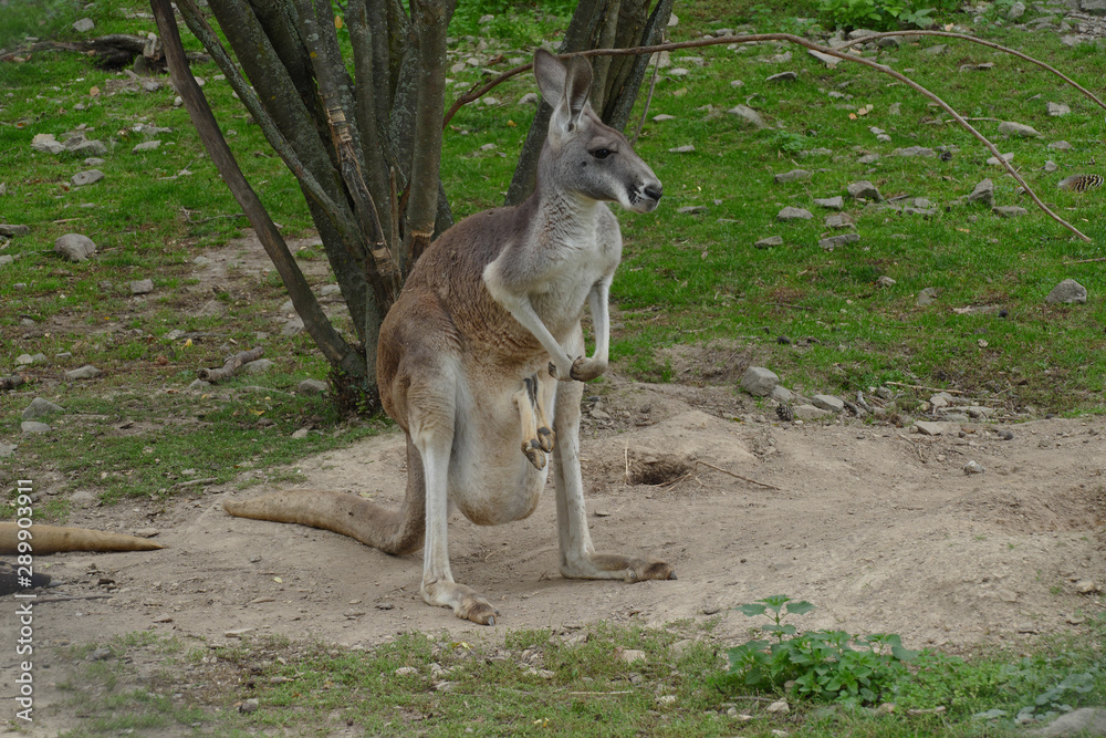 kangaroo on grass with small one in bag kangaroo on grass with small one in bag