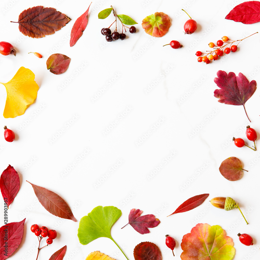 Fall concept. Frame made of autumn leaves - birch, japanese maple, ginkgo, geranium, berries of barberry, acorns, rowan, hawthorn on white marble background. Flat lay, copy space. 