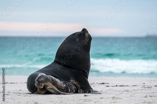 sea lion sitting up on a beach next to the sea