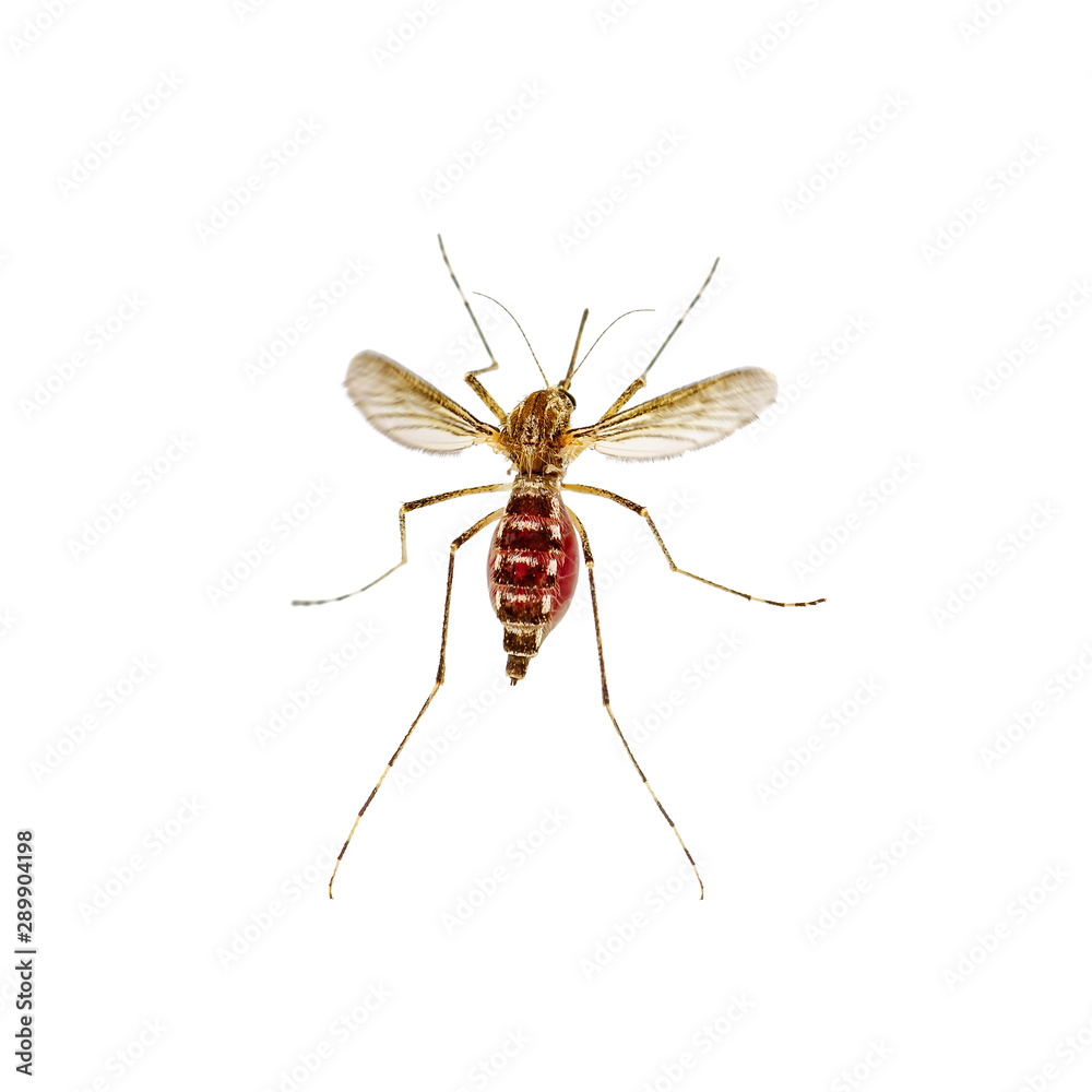 Dangerous Flying Zika Infected Mosquito Isolated on White. Leishmaniasis, Encephalitis, Yellow Fever, Dengue, Malaria Disease, Mayaro or Zika Virus Infectious Culex Mosquito Parasite Insect Macro.