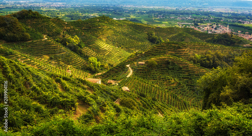 Prosecco vineyards on the hills near Col San Martino, Treviso province, Veneto Region, Italy