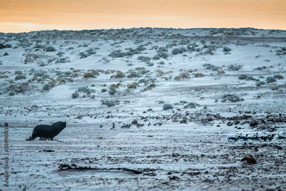Obraz premium bull sea lion at some distance chasing king penguins across a beach against sunrise.