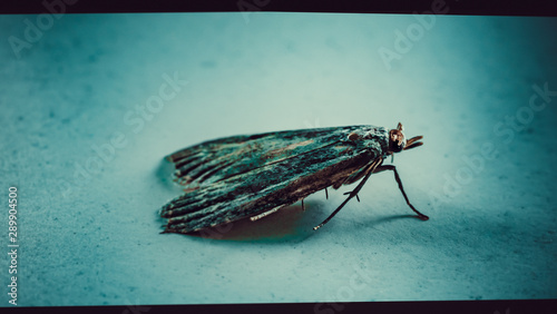 Ćma, nocny motyl, zdjęcia ultra makro