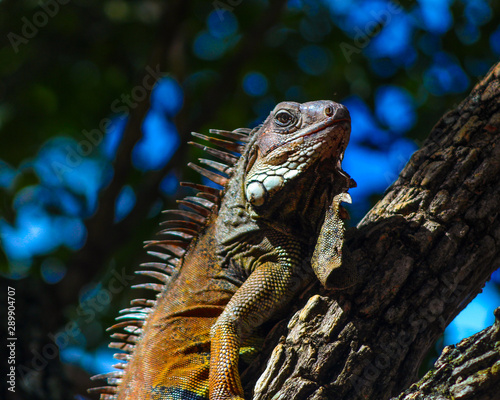 lizard iguana close up climbing a tree