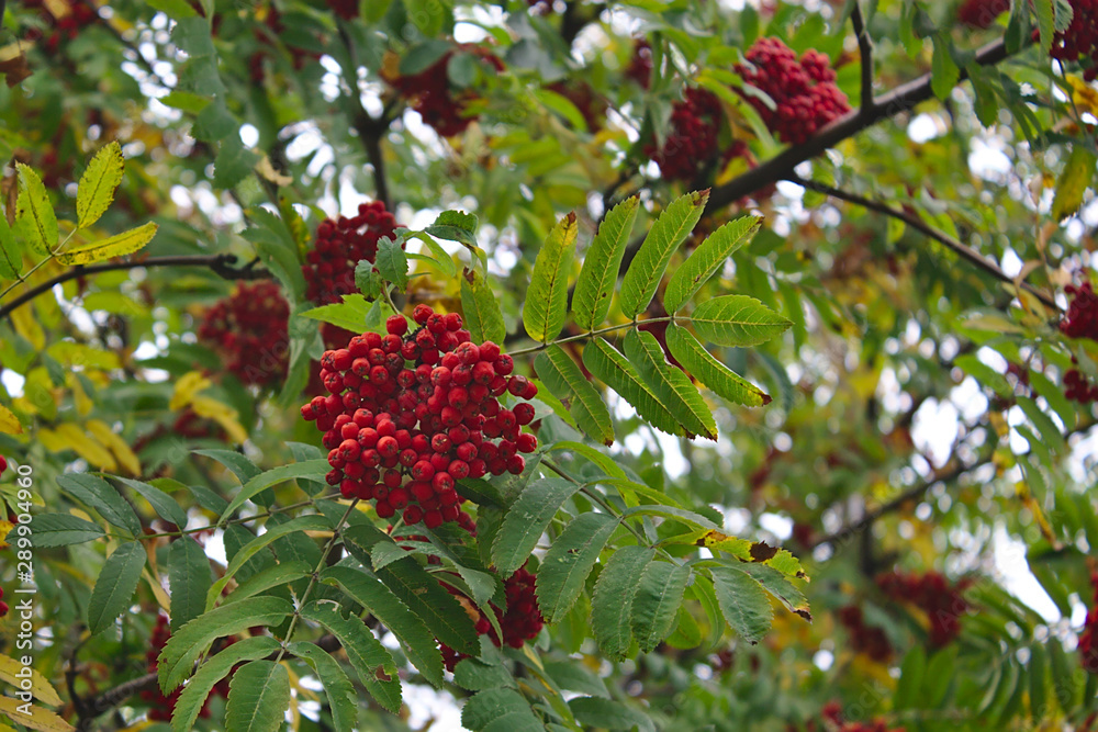 berries red mountain ash pleasing to the eye