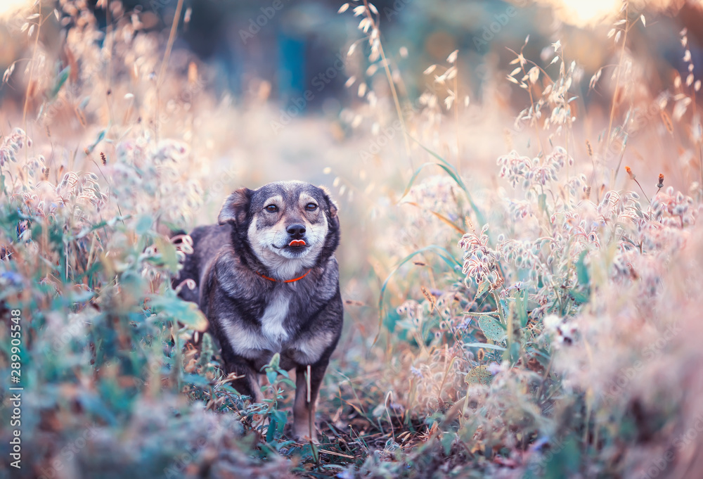 Obraz premium cute brown dog walks on a clear Sunny meadow and shows tongue on a walk on a warm summer day