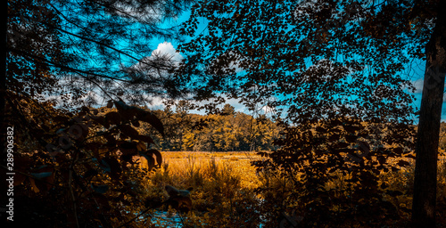 beautiful leaves with forest in fall