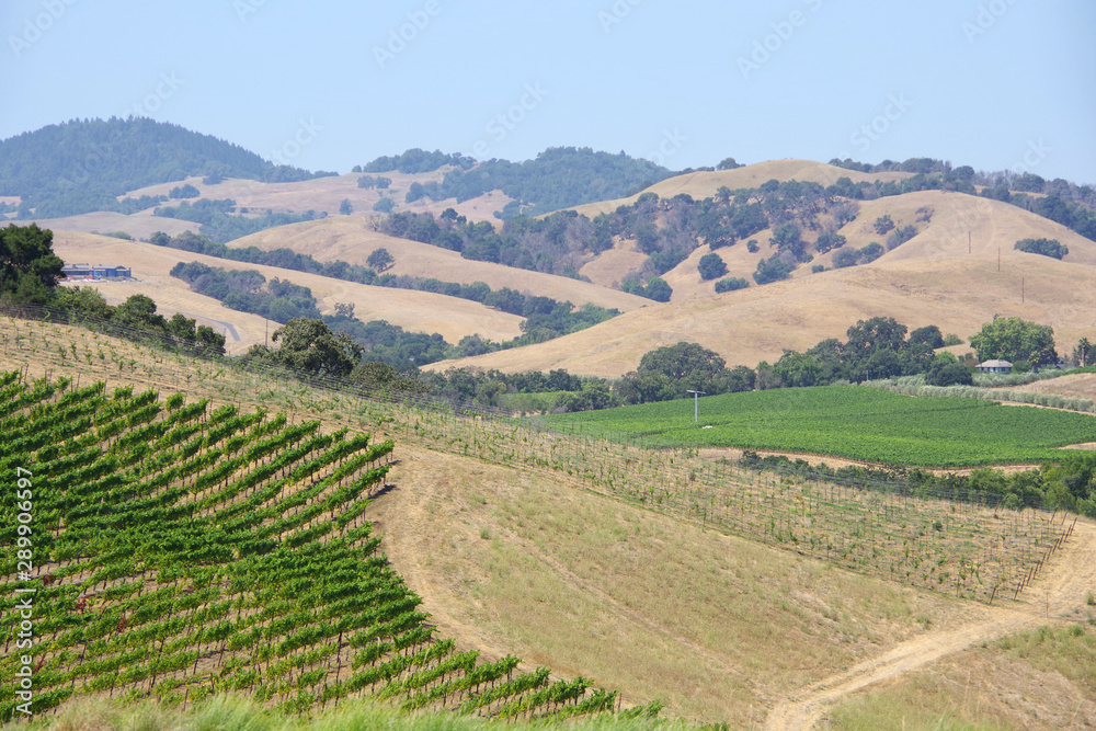 Vineyards and hills and patches of forests in the northern California wine country Napa area