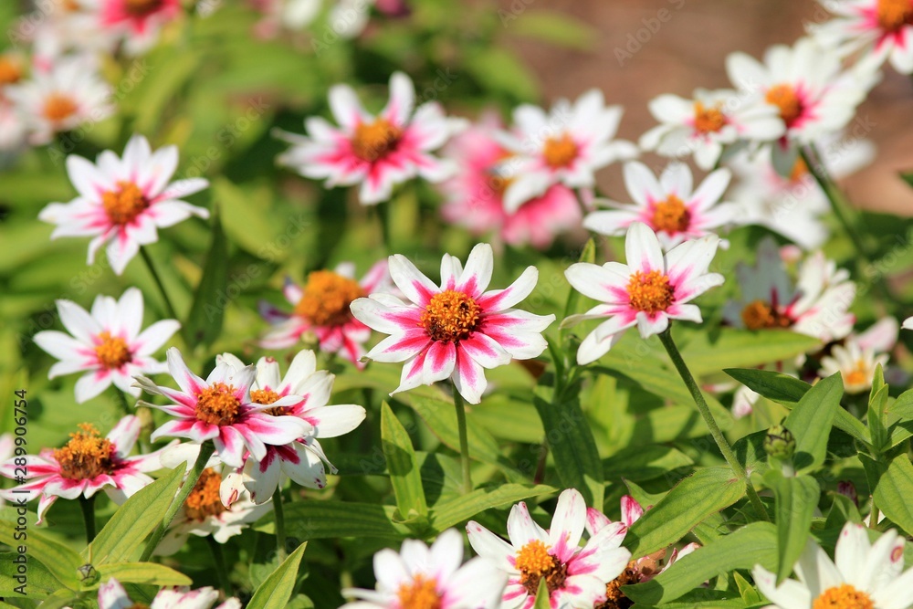 Flowers Zinnia marylandica Zahara Rose Starlight Flowers Zinnia marylandica Zahara Rose Starlight