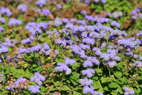 Blue Ageratum on a flower bed in the Botanical garden of Varna (Bulgaria)