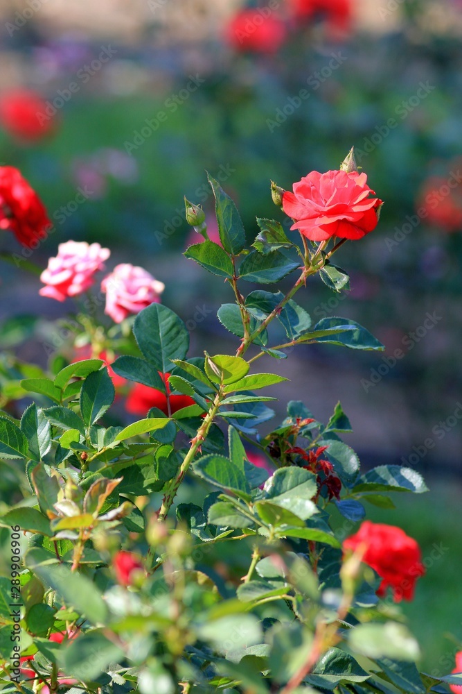 Red roses in a flower bed in the Botanical garden of Varna Red roses in a flower bed in the Botanical garden of Varna