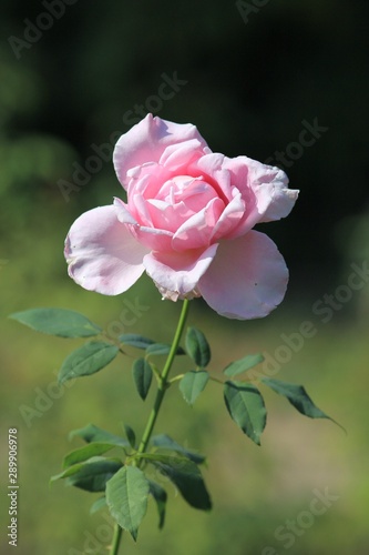 Pink rose in the garden closeup