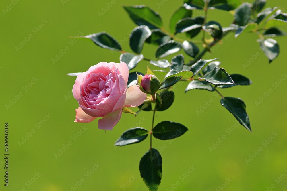 Pink rose in the garden closeup