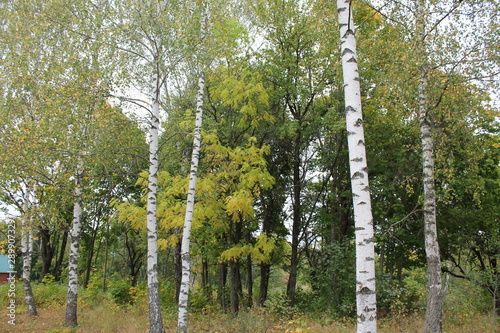 Fototapeta Naklejka Na Ścianę i Meble -  Russian nature (beginning of autumn)