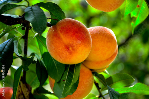  Ripe juicy peaches on a tree. Harvest, food, fruits.
