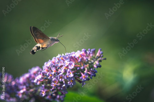 Hummingbird hawk-moth flying while feeding pink flower