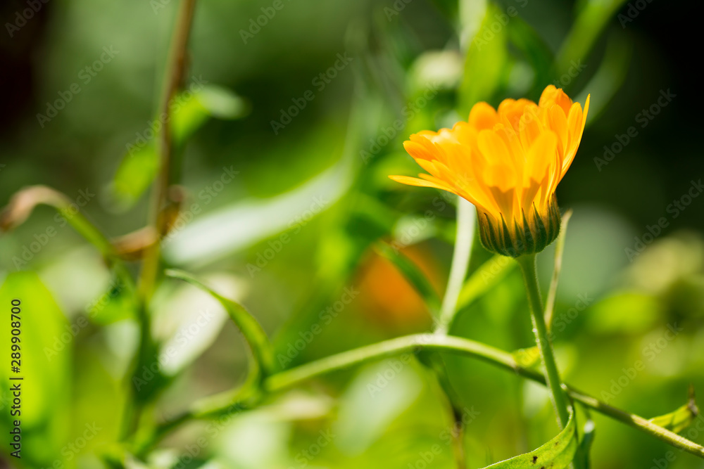 Calendula arvensis, daisy, field marigold, with green twigs, stem Calendula arvensis, daisy, field marigold, with green twigs, stem