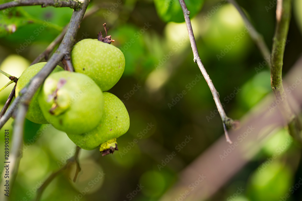 chaenomeles superba. Ramcke. Apple tree chaenomeles superba. Ramcke. Apple tree