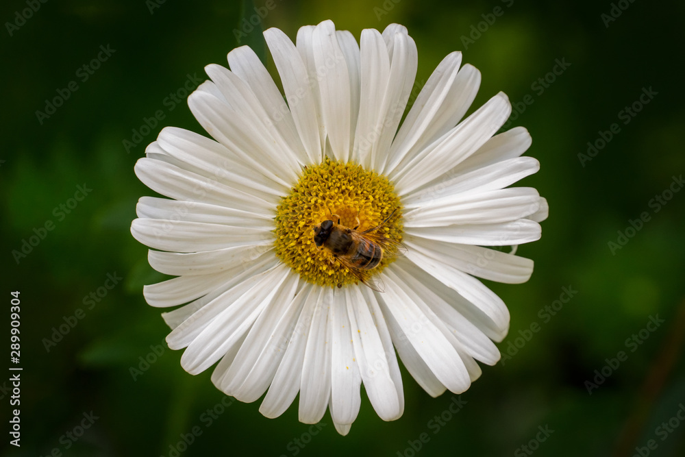 Fototapeta premium Colorful flowers closeup in natural environment