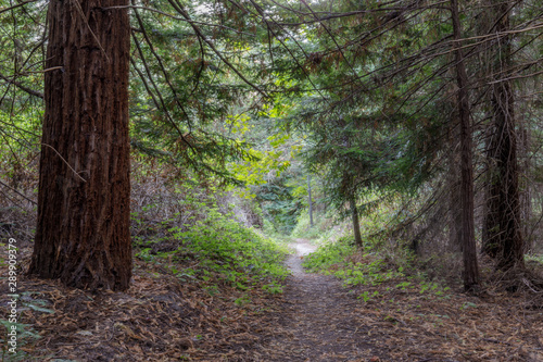 Footpath through lush foliage. Portola Redwoods State Park, San Mateo County, California, USA. photo