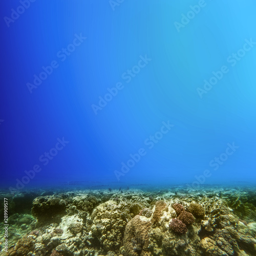 underwater background and free space for your decoration 