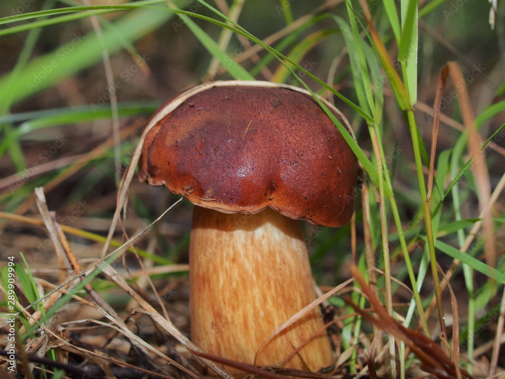 Boletus mushroom grows in the forest. Wildlife. Edible mushroom. Boletus mushroom grows in the forest. Wildlife. Edible mushroom.