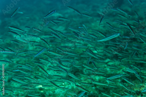 Small fish in Adriatic Sea near Krk island, Croatia